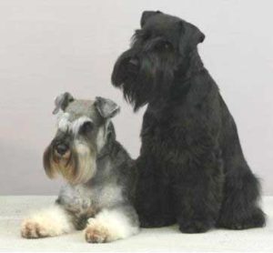 2 Miniature Schnauzer Dogs with classic grooming. One grey  dog laying down with head up.  Another, black Miniature Schnauzer sitting up beside him 
