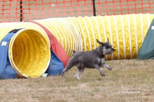 Miniature schnauzer dog hopping over grass with yellow, red and blue agility tunnel behind him. 