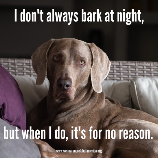 weimaraner dog sitting on grey couch with purple pillow on right side.  Dog looking at camera directly with intense gaze.  Black background and white lettering throughout image
