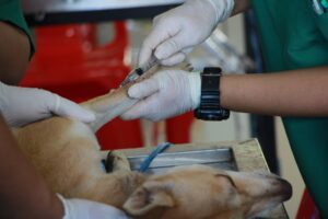 Beige colour sick dog laying on right side. Medical professional wearing green scrubs and medical gloves using syringe with small dose of clear fluid, injecting dog in left front paw. Second medical professional has medical-gloved hand on dog's body, supportively.
