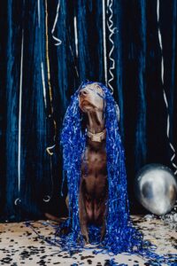 Crazy Weimaraner dog sitting on floor among fallen party decorations, with streamers on head. 