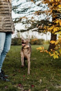 Weimaraner dog running with tongue out and big eyes