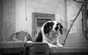 Black and white image. Black and white, lomng-haired dog, leaning with front paws on cement wall. Dogs is howling. Background is dilapidated, building debris litters surrounding area.