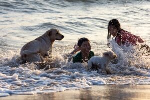 large bridge dog companion playing in shallow waves of a sandy beach with 2 children. A smaller, white dog is in fore-ground also playing with the children and larger dog. 