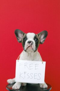 Frenchie brown and white dog sitting before a red background, with a sign on it's neck reading "FREE KISSES"