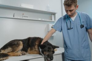 Old brown and black dog with greying muzzle laying on veterinarian exam table. Veterinarian standing beside dog, with his hand on the dog's neck, veterinarian is dressed in blue scrubs with stethoscope around his neck.