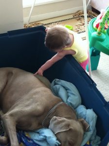 Weimaraner sleeping, a curious toddler is nearby