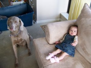 Large grey Weimaraner sitting on carpeted floor beside infant in denim dress, supported on beige sofa. 