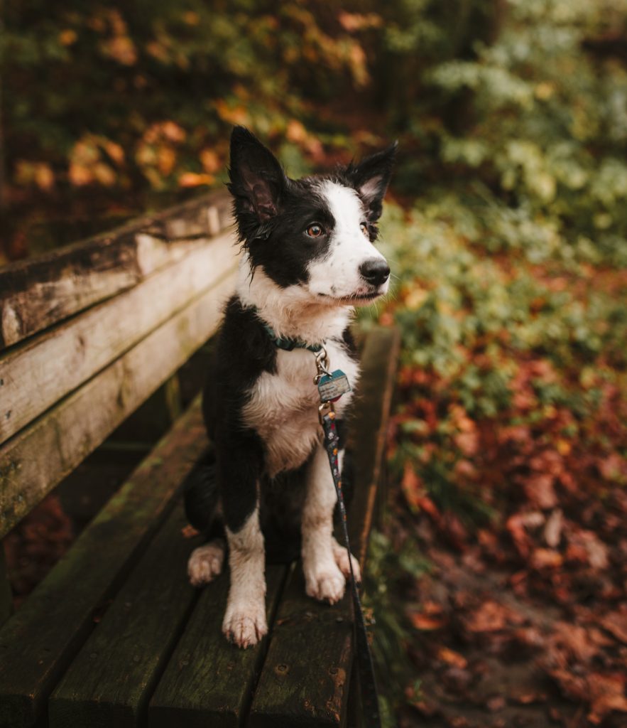 black and white mixed breed dog with perky ears sitting on park bench surrounded by lush green and orange colors of autumn.  Dog has collar with dog tag around neck and leash hanging down out of sight. 
