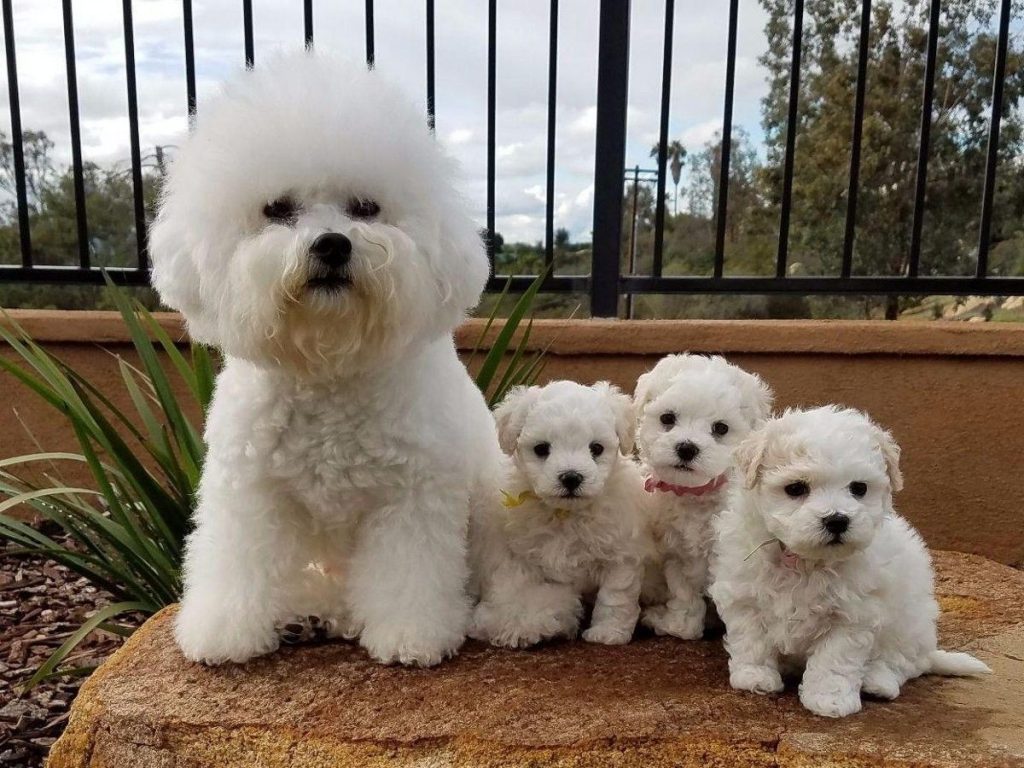 White mother Bichon Frise with three white puppies. Sitting on large rock outside. 