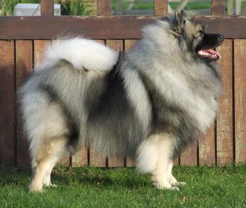 Fluffy grey, black and white Keeshond dog in show stance, side profile. Panting.  Standing on grass lawn, with brown wood plank fence directly behind dog. 