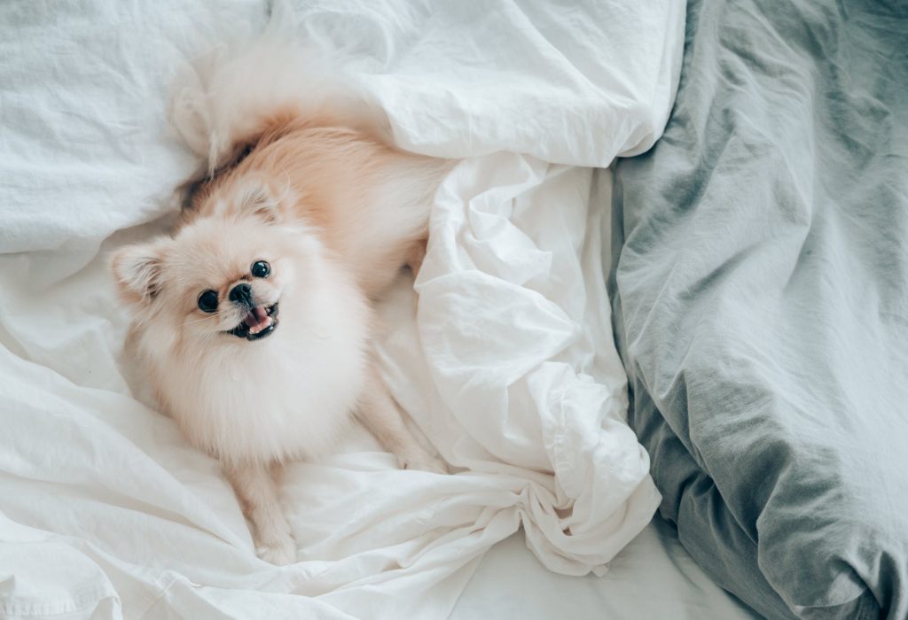 White and beige Pomeranian dog, smiles at camera while laying on bed with white and grey duvet covers surrounding