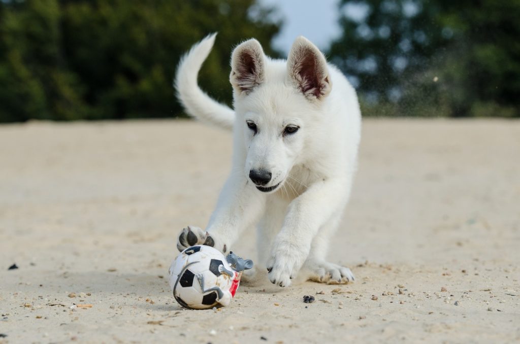 white shepherd, puppy, dog puppy