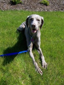 weimaraner dog laying on grass in summertime