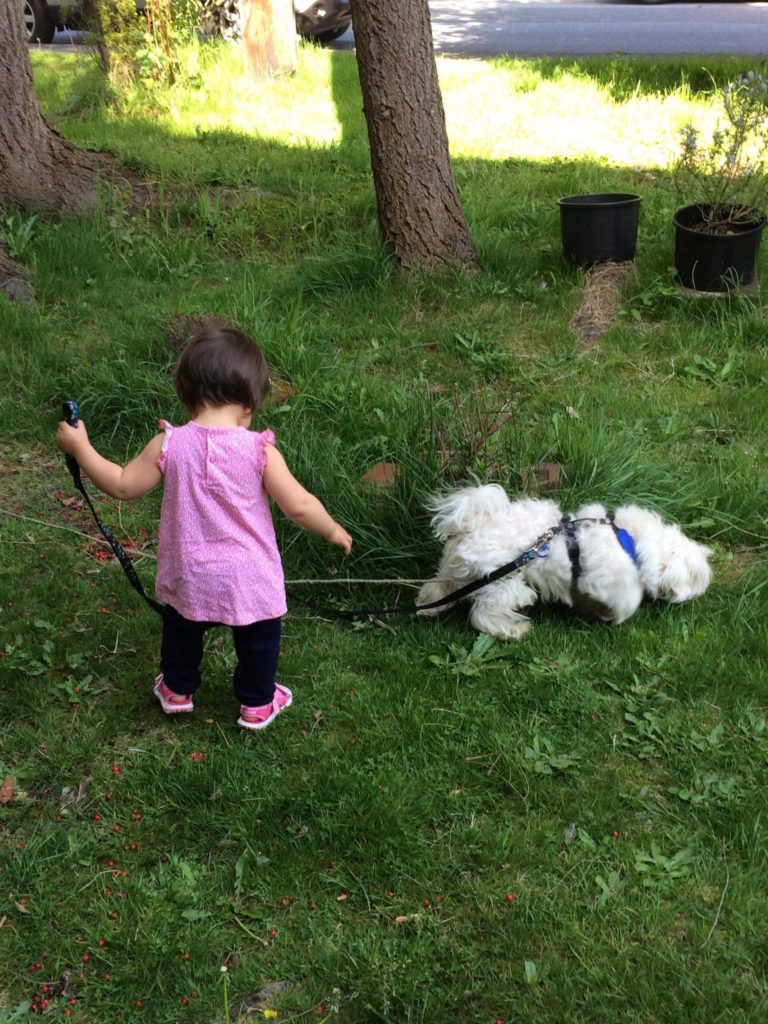 young child in pink dress and black pants and pink shoes holds the loose leash of a small-breed, shaggy-haired white dog with a short upright tail that has long-bushy hair falling to the sides.  Dog is sniffing the grass as child watches the dog. 