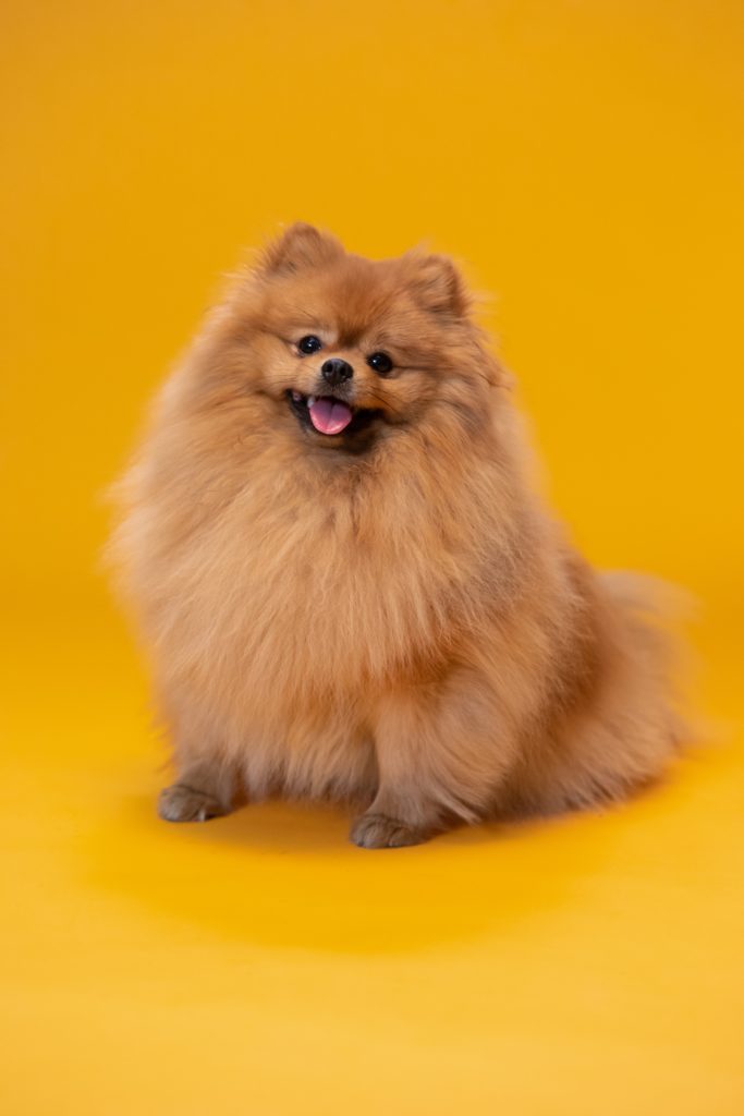 A fluffy, beige Pomeranian dog smiles at the camera with an ombre background of dark orange from top to lighter orange-yellow at bottom