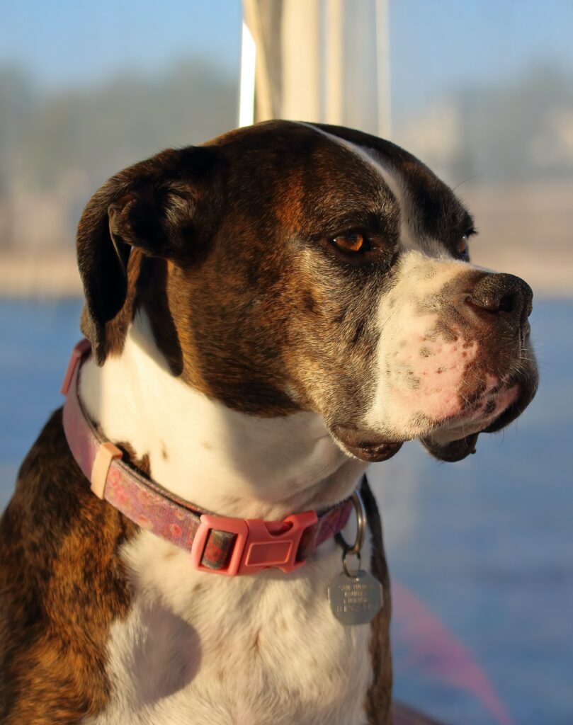 Boxer dog with pink collar looking off into the distance.  Blurred background suggestive of water and a shore line in the distance.