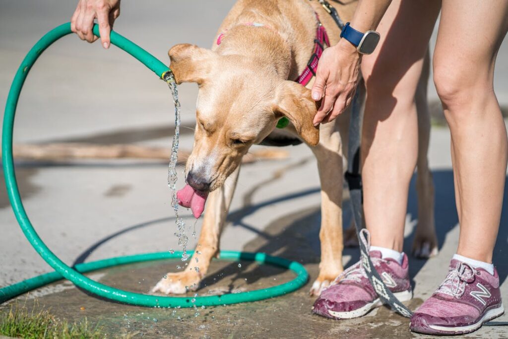 Thirsty dog drinking from garden hose as owner holds green hose up to  beige-colored  dog.