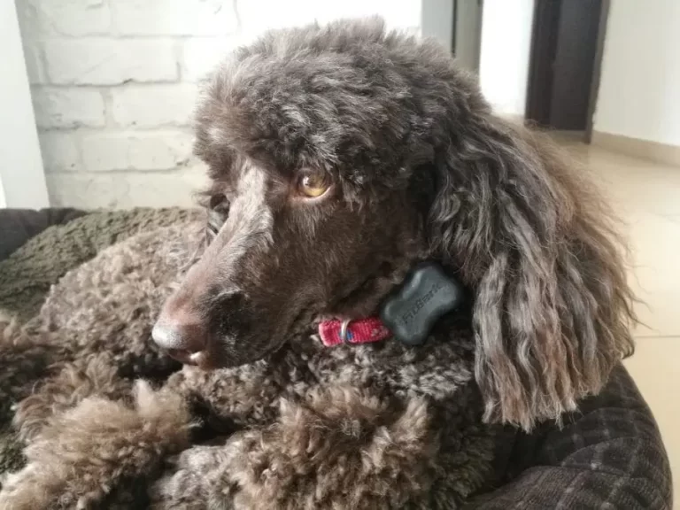 Dark colored poodle breed dog wearing red collar with blck FitBark device attached