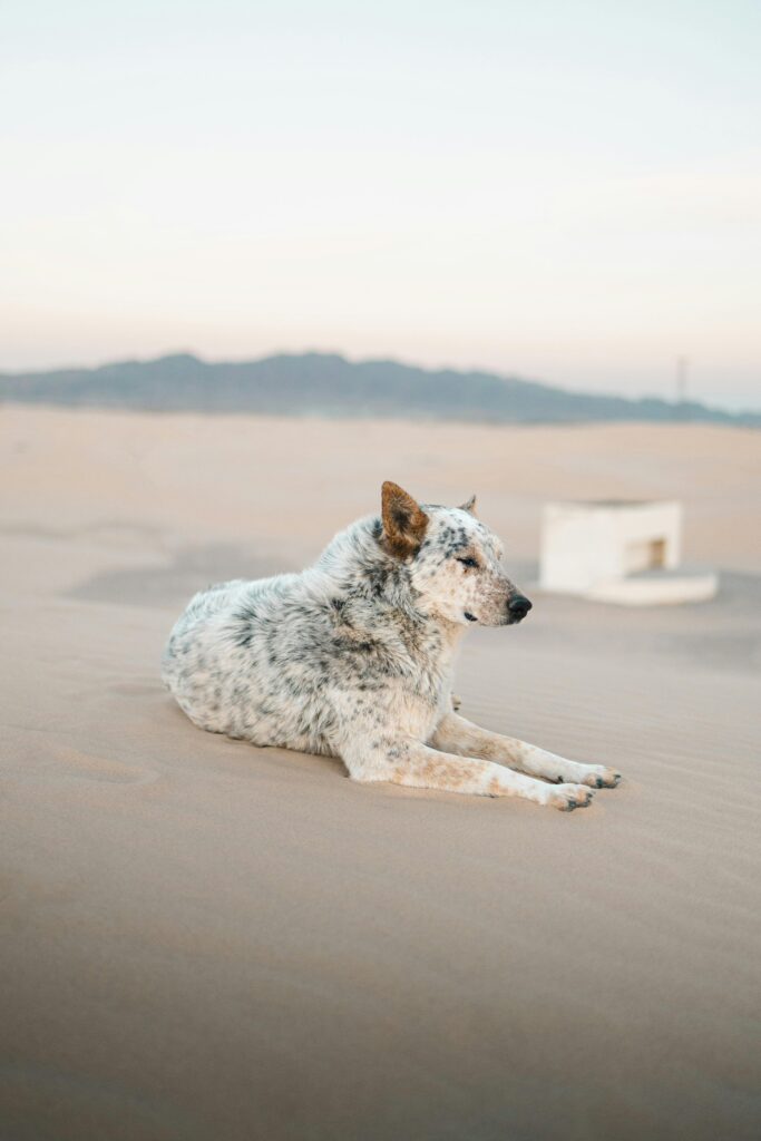 light grey and beige spotted dog with whitish circular markings sitting on sandy beach looking on.