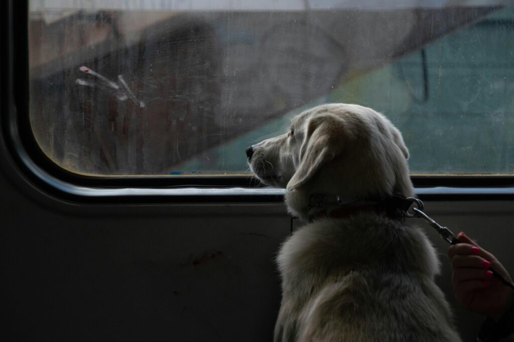 a dog looks from a window, appears to be longing for guardian