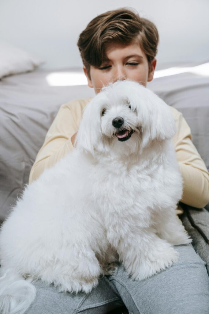 white fluffy, maltese dog sitting on lap of young boy, both are calm.