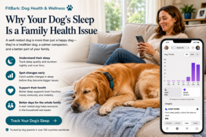 Golden Retriever dog napping on sofa beside lady, using her phone to review FitBark biometric results