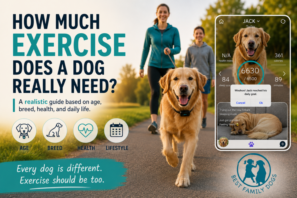 Infographic showing how much excercise a dog needs based on age, breed, health and lifestyle. With a Golden Retriever and dog fitness app example.