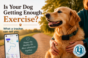 Golden retriever wearing a black activity tracker on a family walk, with a phone showing GPS tracking and exercise data.