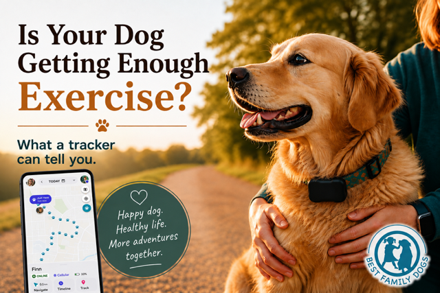 Golden retriever wearing a black activity tracker on a family walk, with a phone showing GPS tracking and exercise data.