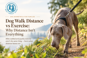 Weimaraner sniffing a woodland trail to illustrate dog walk distance vs exercise