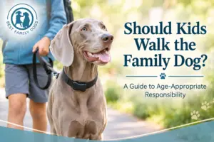 Weimaraner walking with a child for an article about kids walking the family dog and age-appropriate responsibility