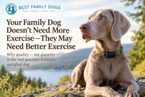 Weimaraner wearing a black bone-shaped activity tracker, resting outdoors beside a mountain lake, with text about better dog exercise